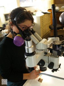 Small image showing Lisa Duncan using a binocular microscope and wearing a respirator.